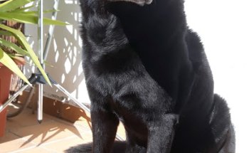 Hospital veterinario Cinos