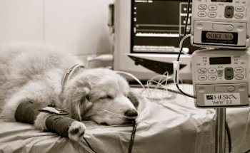 Blanes Centro Veterinario Urgencias Mireia Balliu