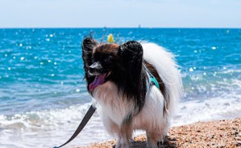 Junglevet Clínica Veterinaria