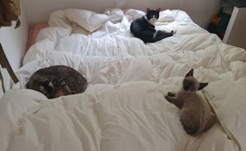 Clínica Veterinaria Burjassot