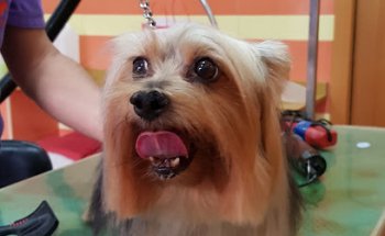 Clínica Veterinaria Merevet