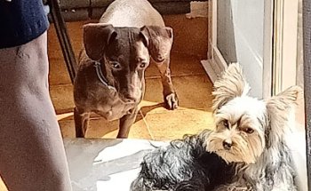 Centro Veterinario Metge de Mascotes