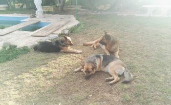 Clínica Veterinària Cisneros