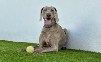 Equican Veterinaris Veterinario domicilio (Calafell y Baix Penedès)