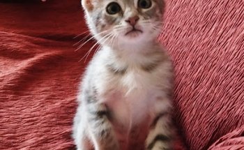 Clínica Veterinaria Calafell Pueblo