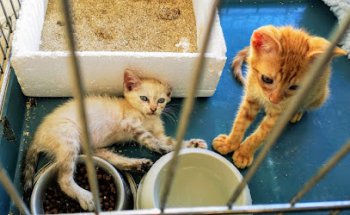 Clínica Veterinaria Calahorra