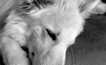 Centro de asistencia veterinaria