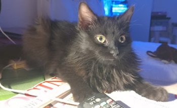 Centro Veterinario Calatayud