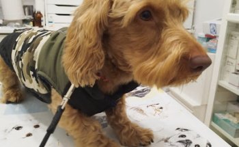 Consultorio Veterinario Adrian P. Torres