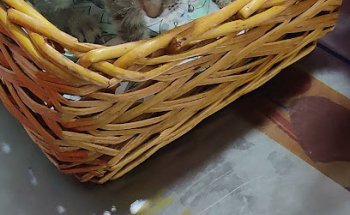 Clínica Veterinaria Alcántara