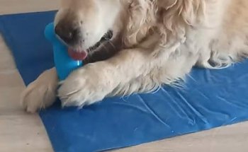 Clínica Veterinaria Calp