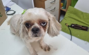 Centro Veterinario Ifach