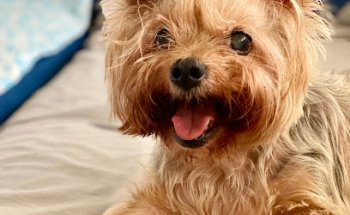 Centro Veterinario Mimalets