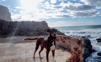 Clínica Veterinària Las Salinas