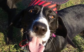 Clínica Veterinaria Valle Camargo