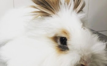 Clínica Veterinaria Camas