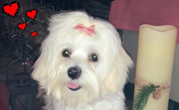 SALAURIS VETERINARIS