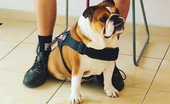 Veter Sana veterinarios