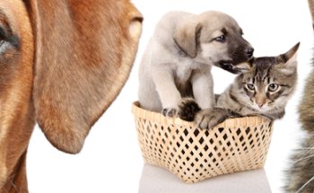 Clínica Veterinaria Tarik