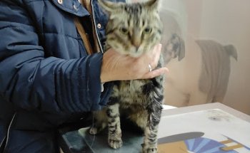 Centro Veterinario Albéitar