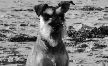 Clínica Veterinaria Arnela