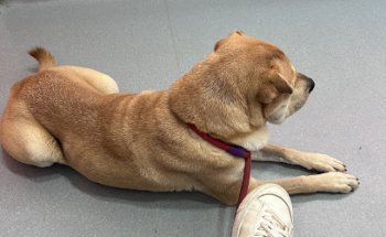 Centro Veterinario Carmona