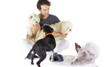 ÁVALOS CLÍNICA VETERINARIA