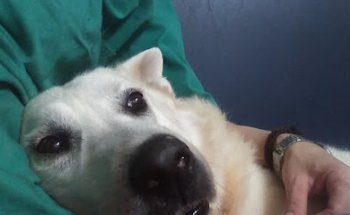 Centro Veterinario Jara