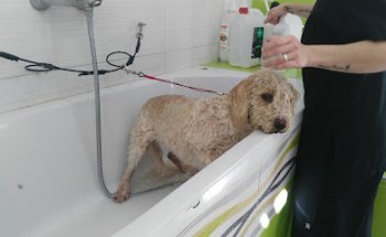 Centro Veterinario Animal Care