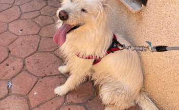 Centro Veterinario las Platerías