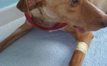 Clínica veterinaria Granavet