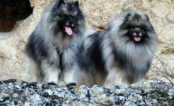 Clinica Veterinaria San Francisco