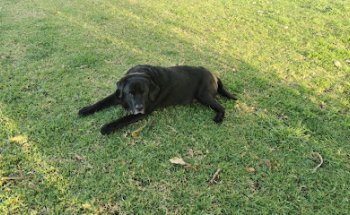 Centro Veter Cienpozuelo