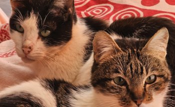 CLINICA VETERINARIA DELEITE II CIEMPOZUELOS