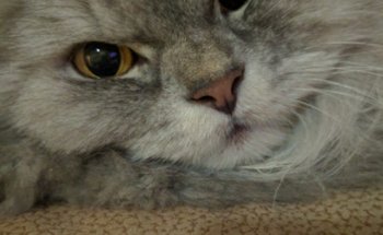 CLINICA VETERINARIA HUELLAS