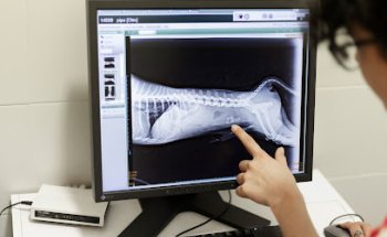 Clínica Veterinaria Pérez Sintes