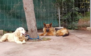 CENTRO VETERINARIO MONTE VEDAT