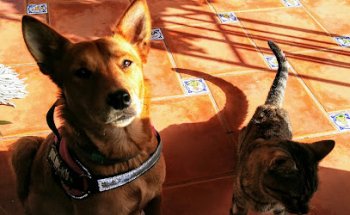 Clínica Veterinaria Camí Reial