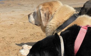CLÍNICA VETERINARIA MÓVIL ROCÍO JUNQUERA