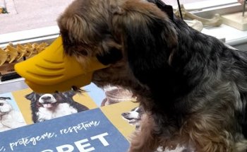 Clinica Veterinaria El Faro de Cullera - URGENCIAS