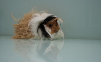 Clínica Veterinaria Haciadama - Culleredo