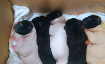 CLINICA VETERINARIA CYNOS