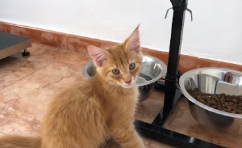 CLINICA VETERINARIA 360º