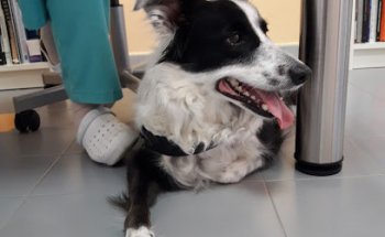 Clinica Veterinaria La Muralla