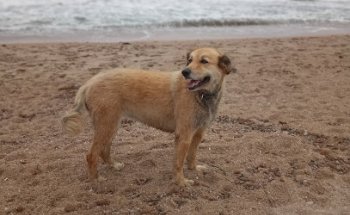 Clínica Veterinaria la Marina