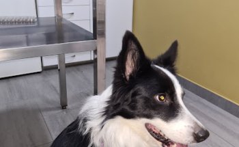 Clínica Veterinaria Bernia Xaló