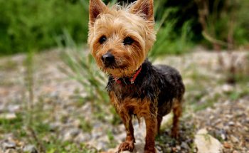 Clínica Veterinaria Polop
