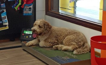 Clinica veterinaria Zaunka