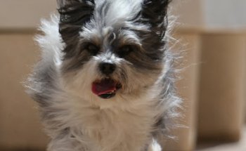 Clinica Veterinaria Gismar