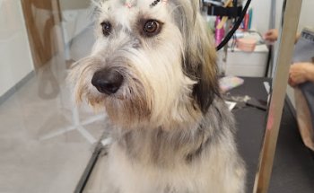 Clínica Veterinaria Can Banach